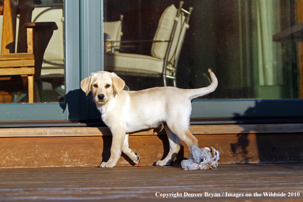 Yellow Labrador Retriever Puppy 