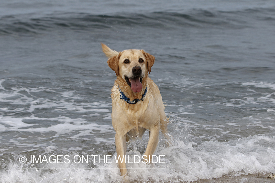 Yellow lab playing in the ocean.