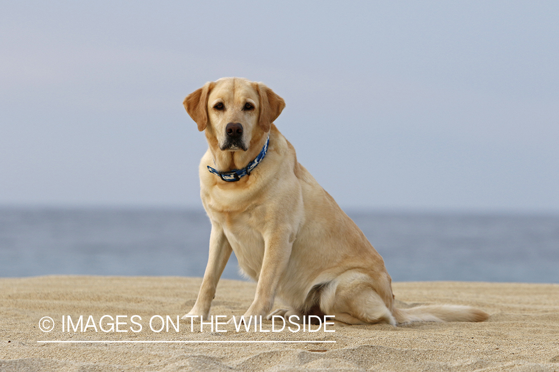 Yellow lab in front of ocean.