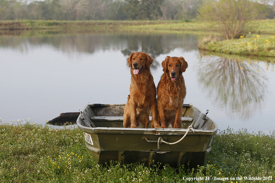 Golden Retrievers.