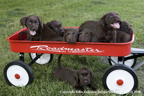 Chocolate Labrador Retriever puppies.