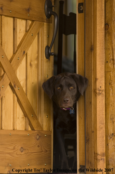 Chocolate labrador