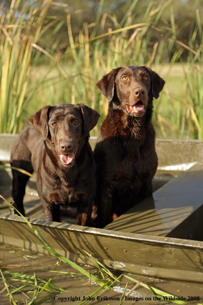 Chocolate Labrador Retrievers in field