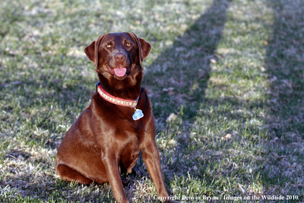 Chocolate Labrador Retriever