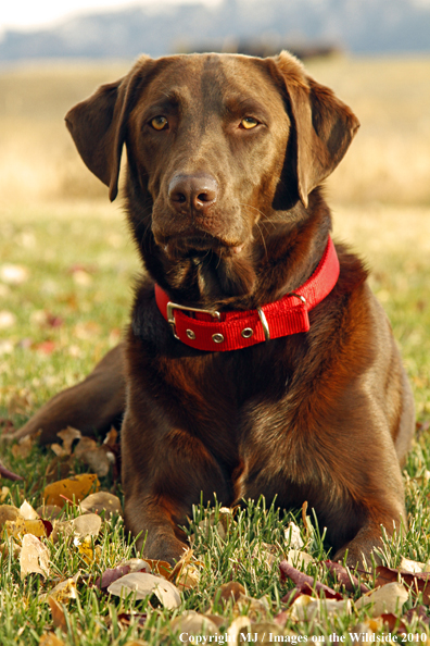 Chocolate Labrador Retriever