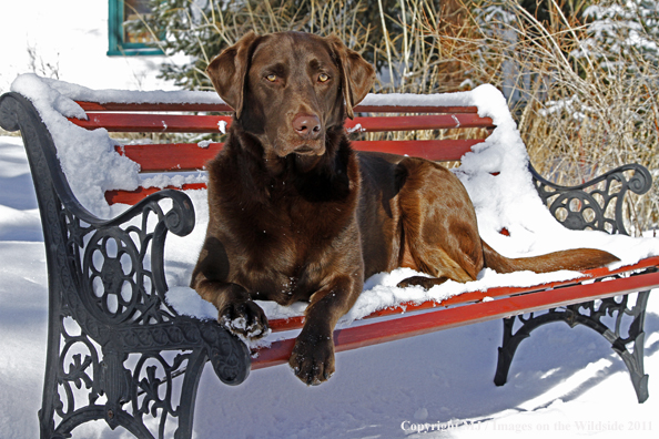 Chocolate Labrador Retriever on bench