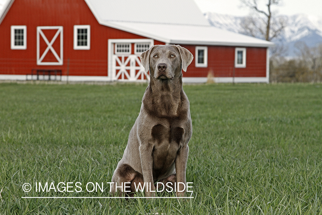 Chocolate (Silver) Labrador Retriever