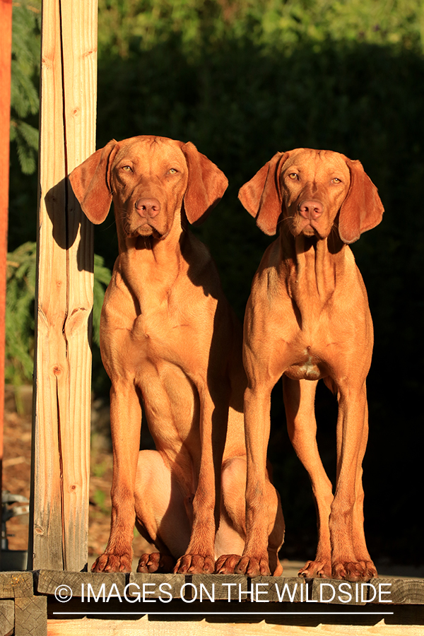 Vizslas on deck. 