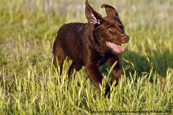 Chocolate Labrador Retriever puppy in field