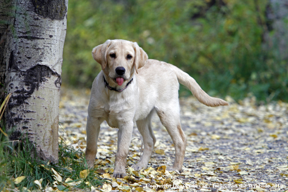 Yellow Labrador Retriever Puppy