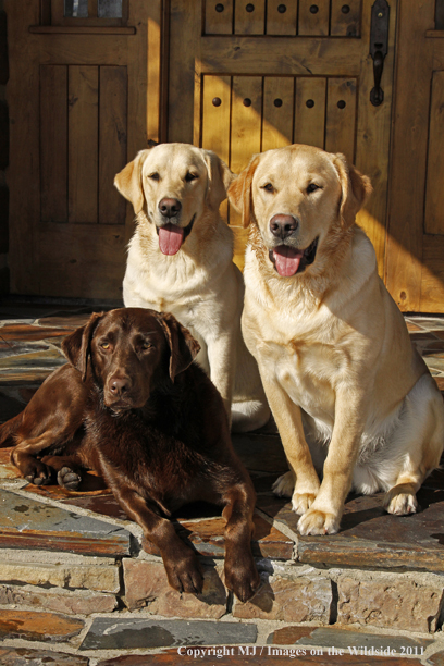 Yellow Labrador Retrievers and Chocolate Labrador Retriever 