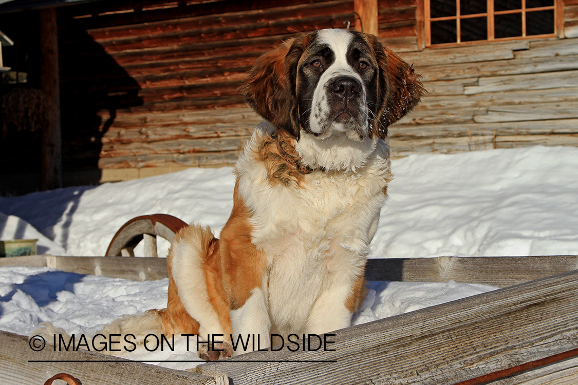 St. Bernard in field.