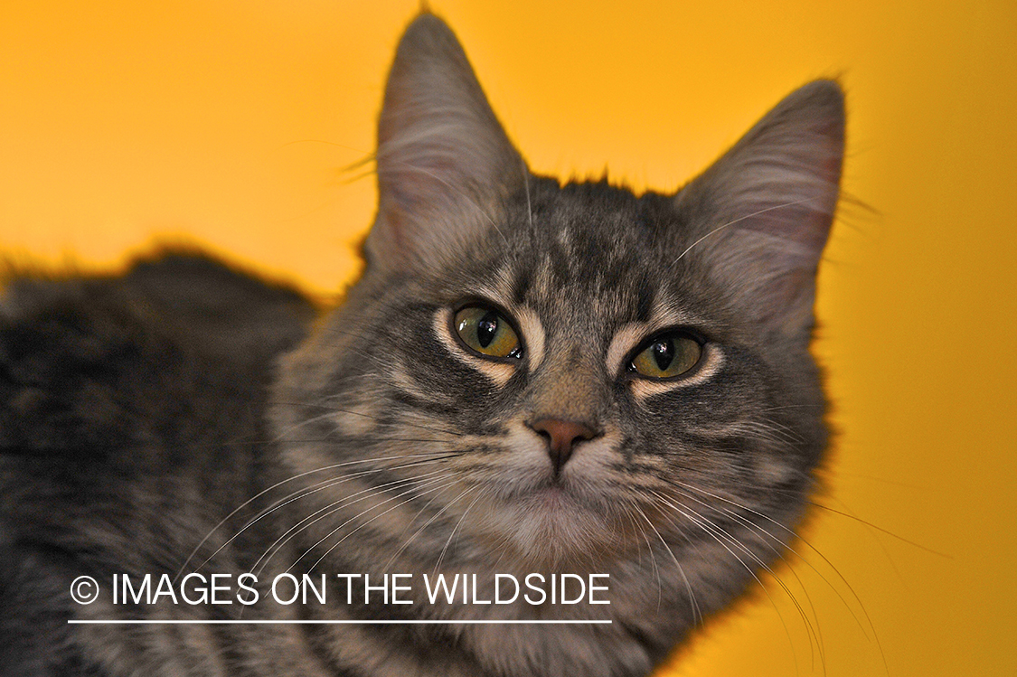 Cat laying on orange backdrop.