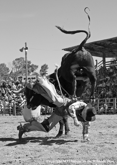 Augusta Rodeo