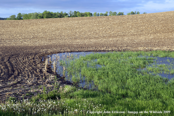 Wetlands near crop fields