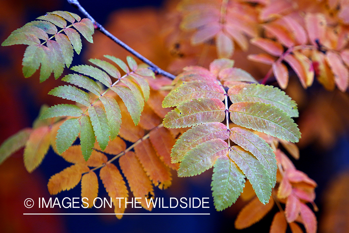 Mountain-ash leaves in autumn.