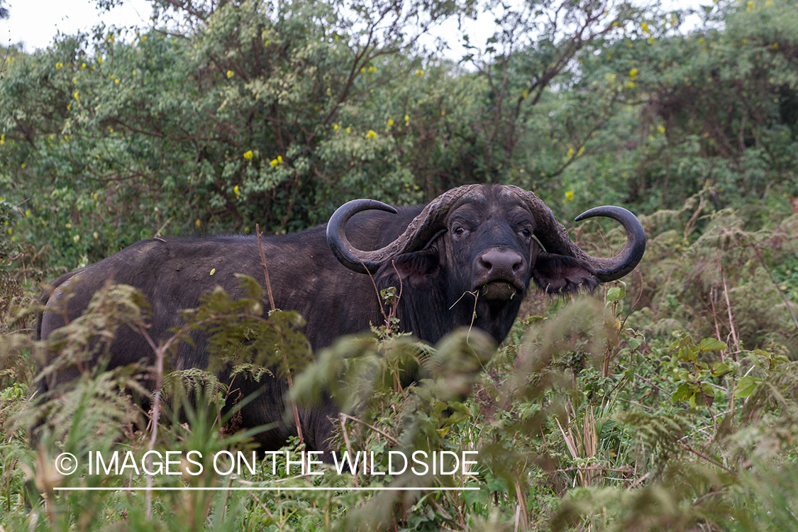 Cape buffalo in habitat.