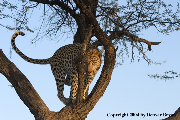 Leopard in tree. Africa