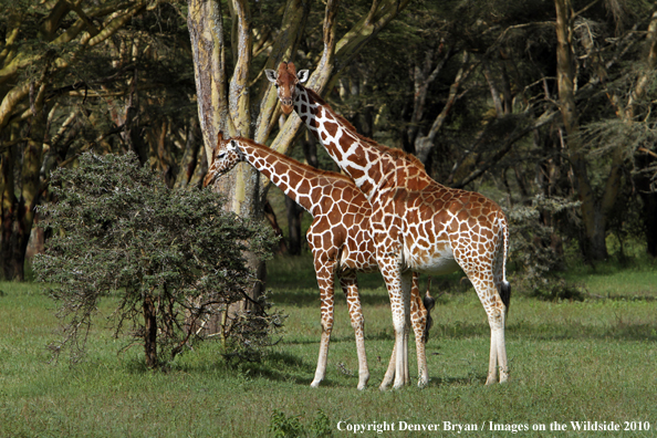 Reticulated Giraffe 