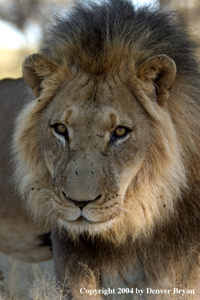 Male African lion in habitat. Africa