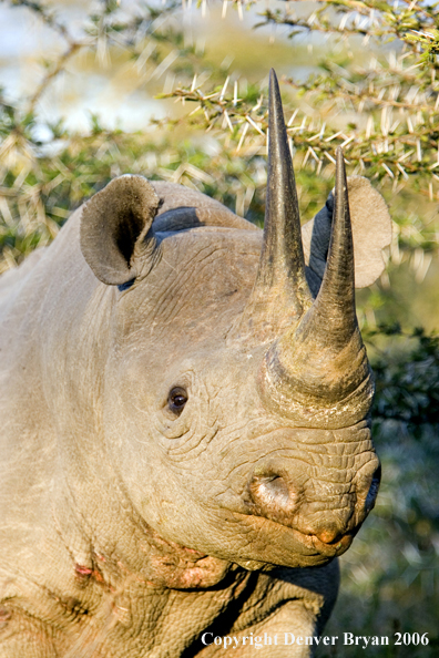 Black rhino in Africa.