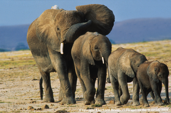 African Elephants