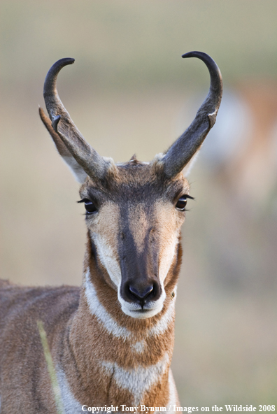 Antelope Buck in field