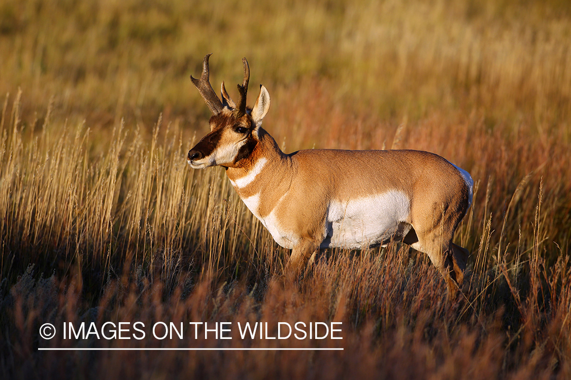 Pronghorn Antelope in habitat. 