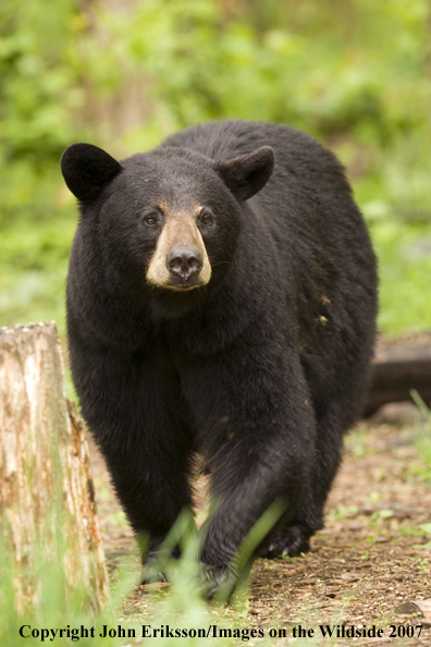 Black bear in habitat