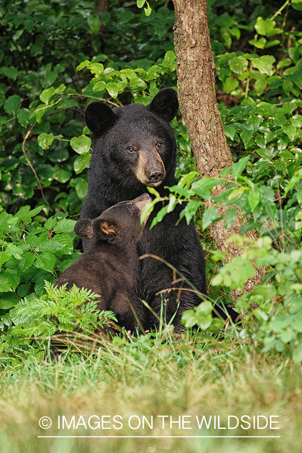 Black mother bear with cub in habitat.