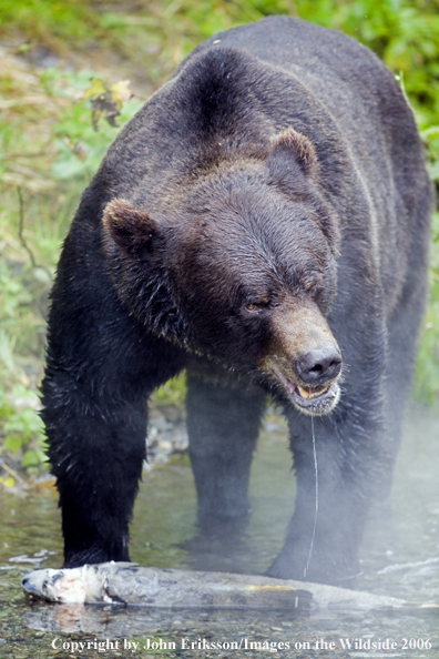 Brown bear in river with salmon.