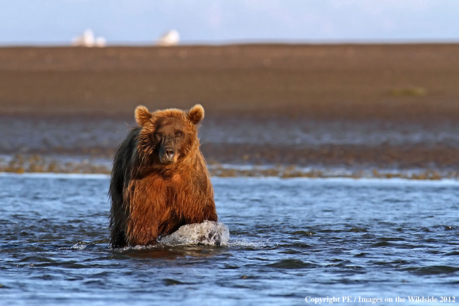 Brown Bear in habitat.