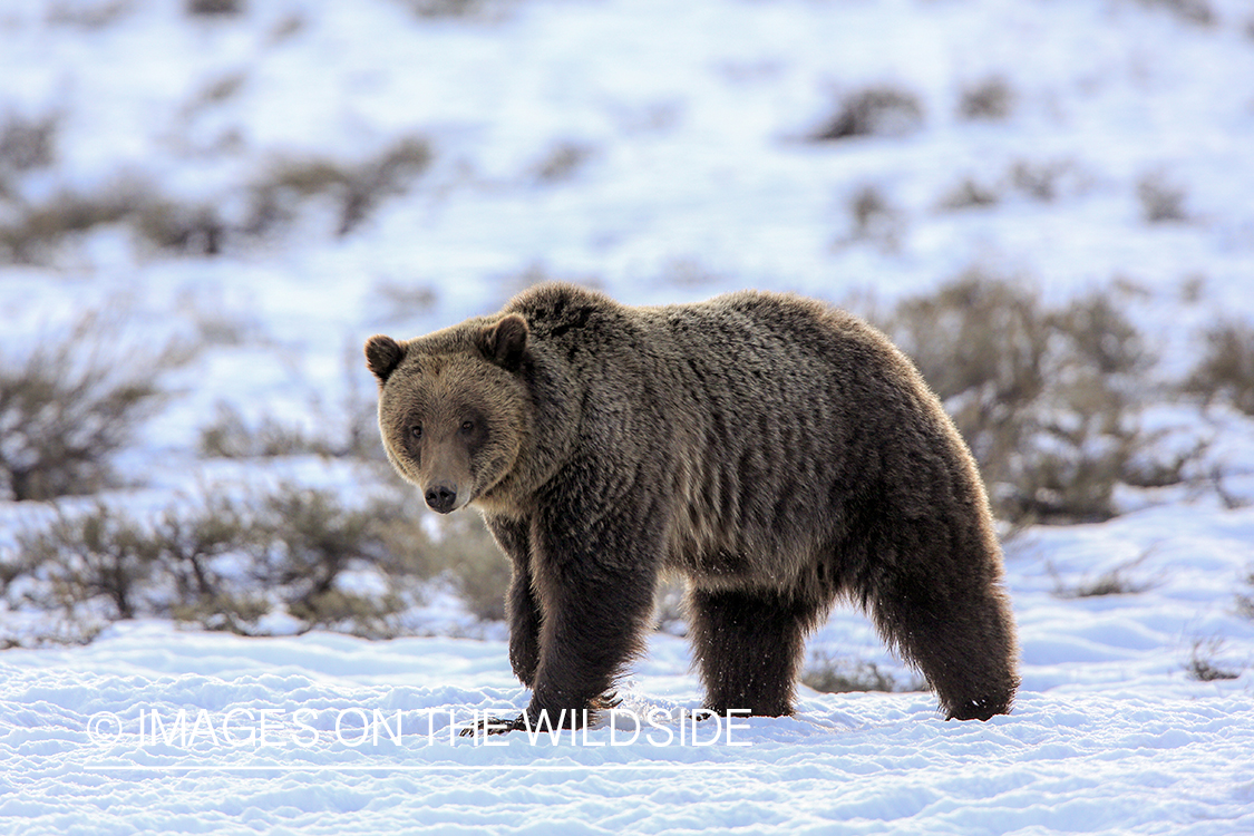 Grizzly Bear in winter habitat.