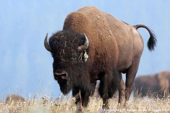 Bull bison in habitat. 