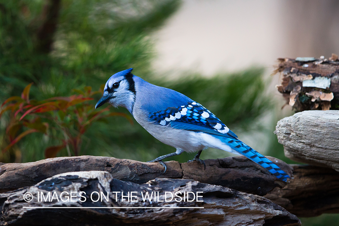 Blue Jay in habitat. 