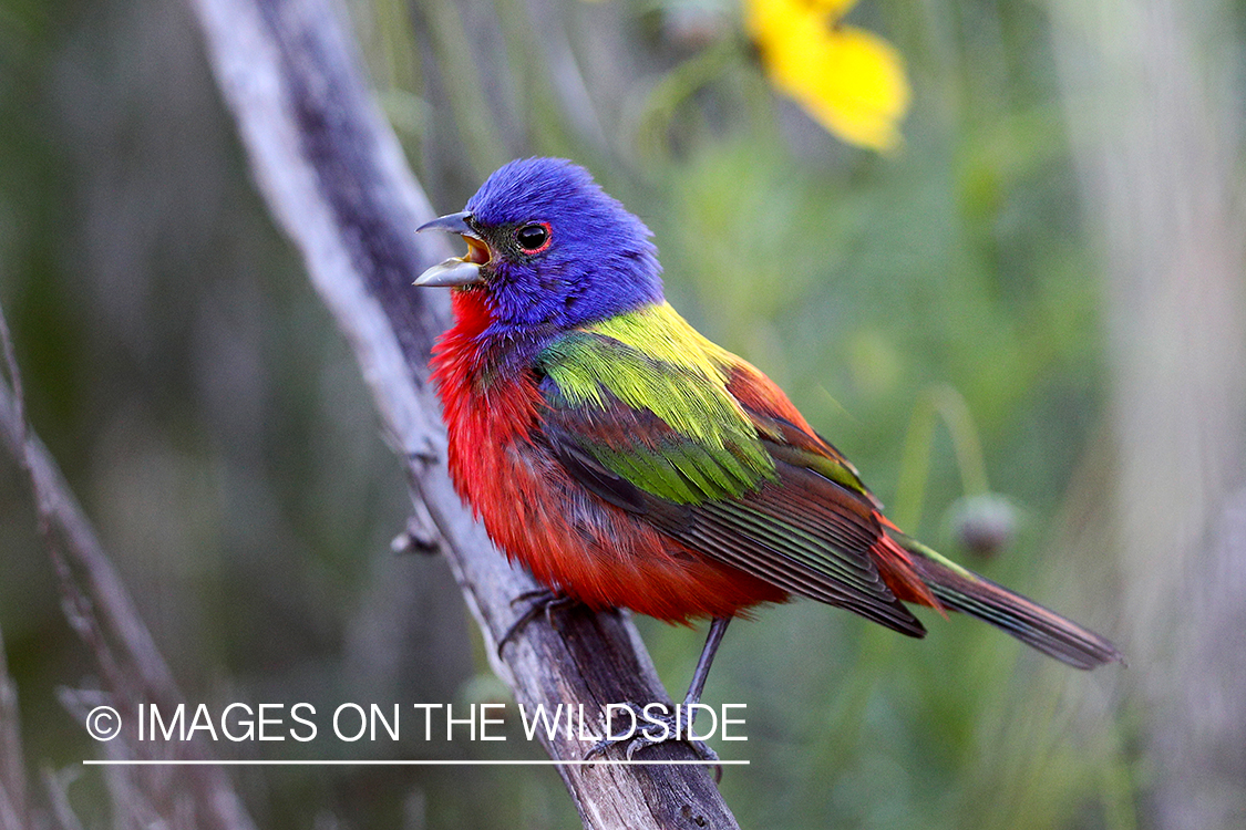 Painted Bunting in habitat.