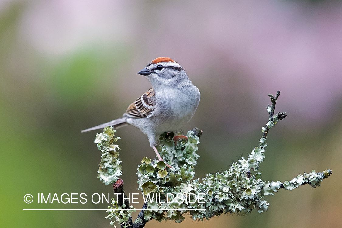 Chipping Sparrow on branch.