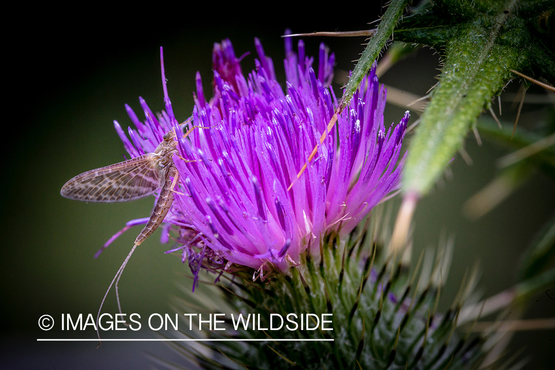 Mayfly on Purple flower.