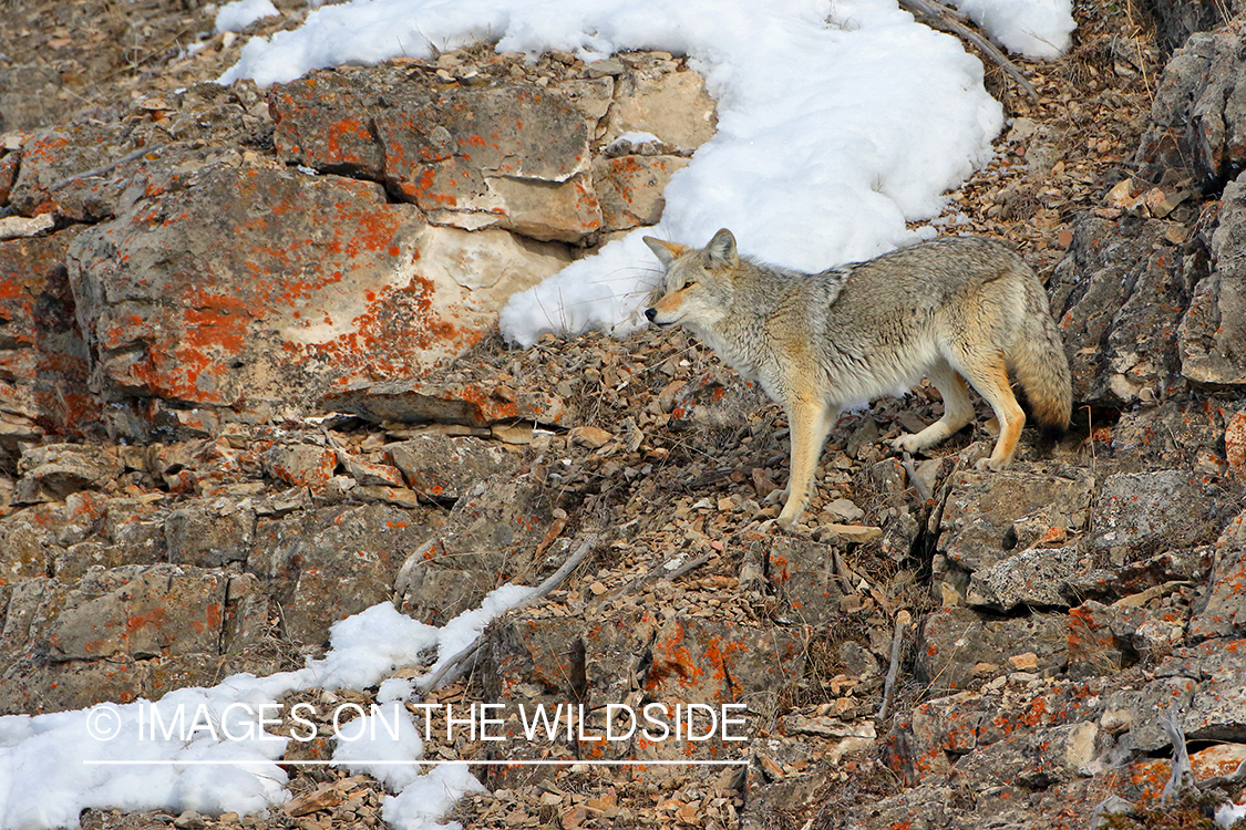 Coyote standing on rocky ledge.