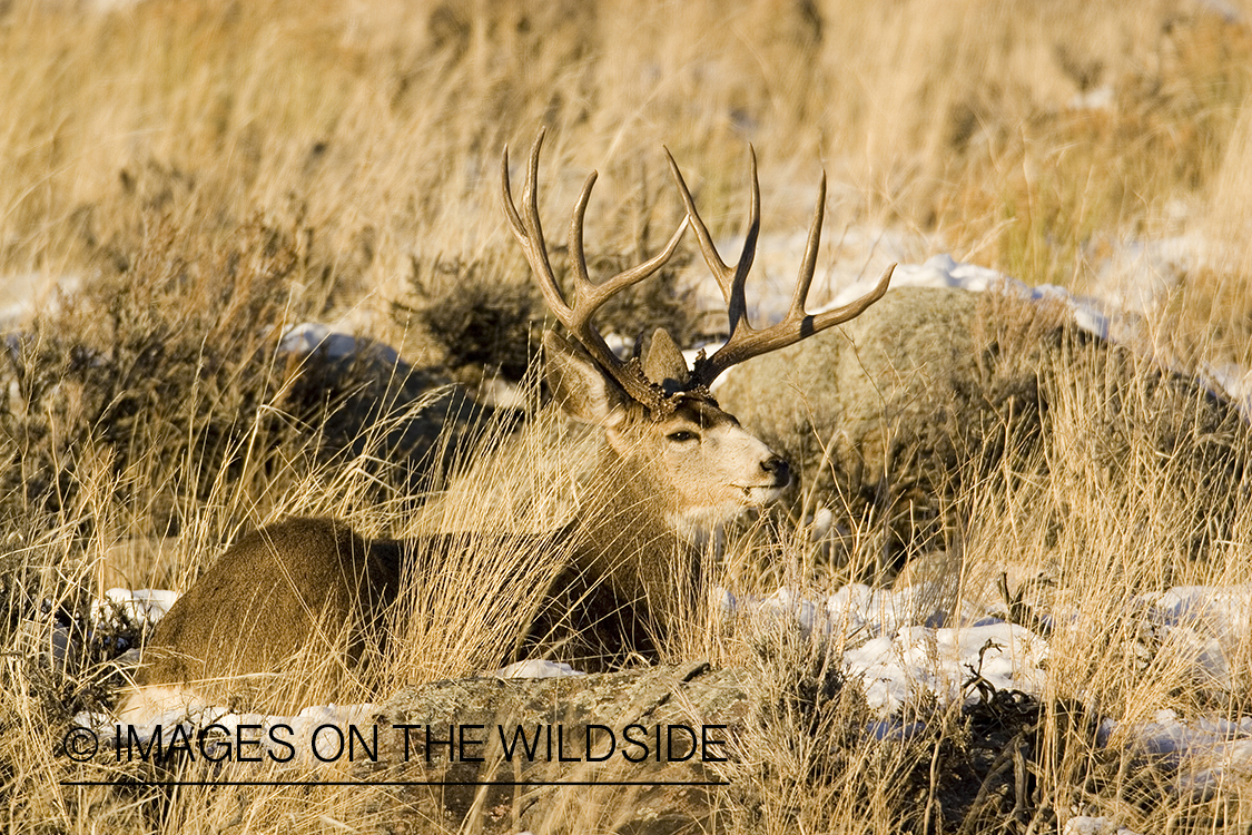 Mule deer bedded in habitat.