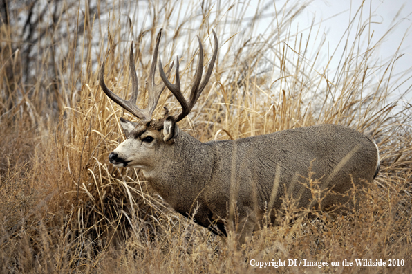 Mule deer in habitat