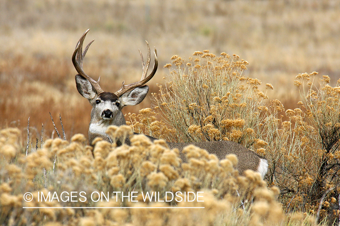 Mule deer buck in habitat. 