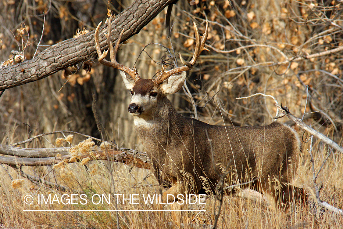 Mule deer buck in habitat. 