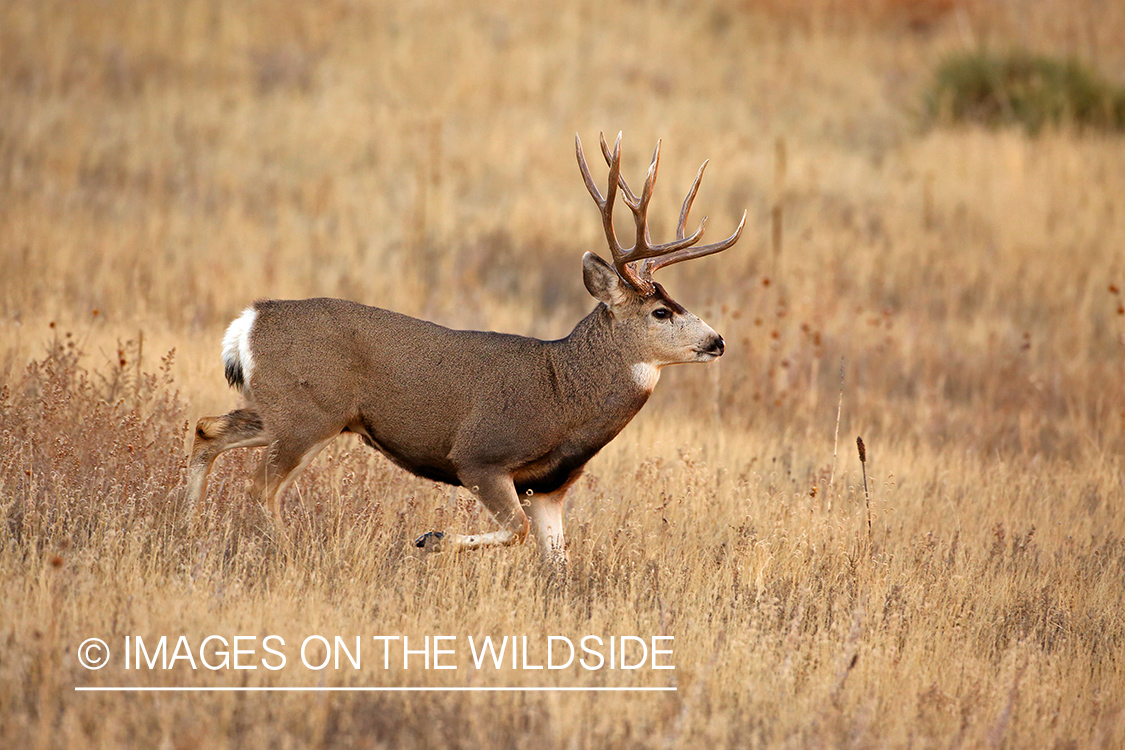 Mule deer buck in habitat.