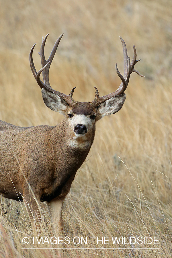 Mule deer buck in habitat. 