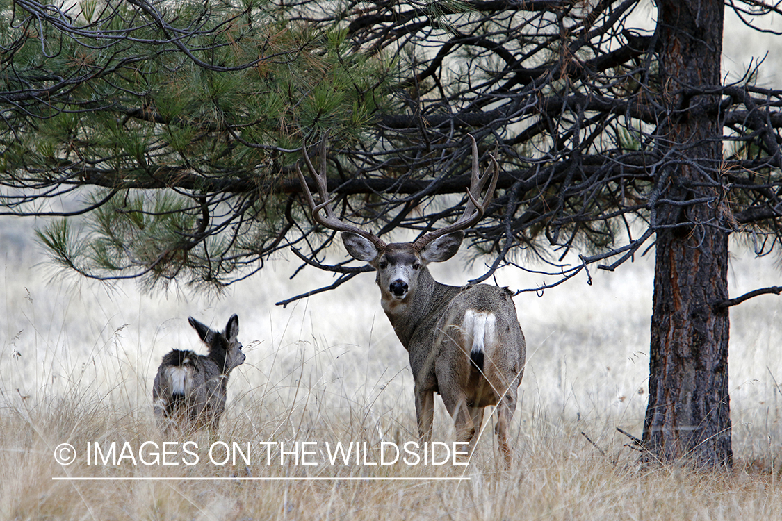 Mule deer buck with doe in field.