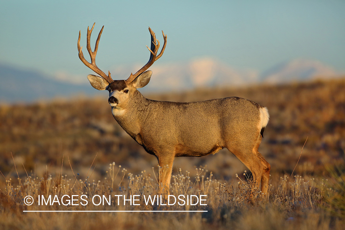 Mule deer buck in field.