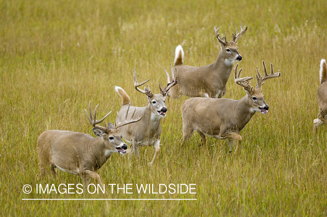 Whitetailed deer in habitat.