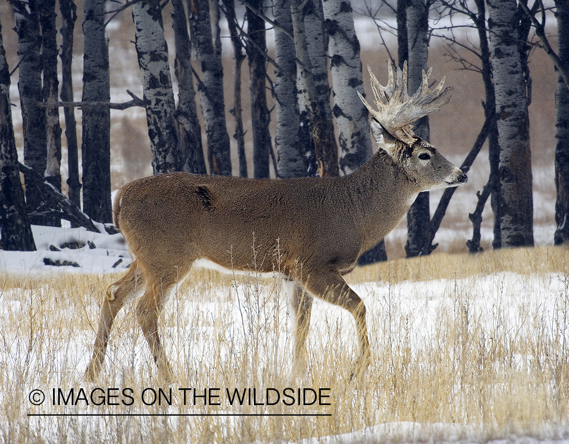 Whitetail Buck