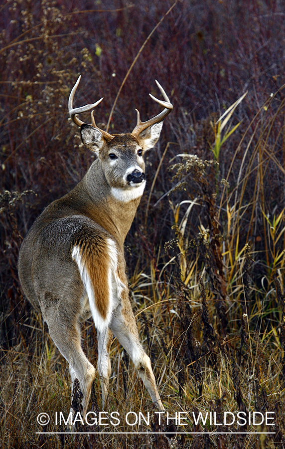 Whitetail Buck